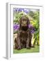 Chocolate Labrador Puppy Outside in Garden-null-Framed Photographic Print