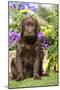 Chocolate Labrador Puppy Outside in Garden-null-Mounted Photographic Print