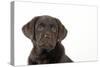 Chocolate Labrador Puppy-null-Stretched Canvas