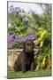 Chocolate Labrador Puppy-null-Mounted Photographic Print