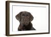 Chocolate Labrador Puppy-null-Framed Photographic Print