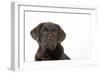 Chocolate Labrador Puppy-null-Framed Photographic Print
