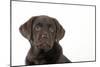 Chocolate Labrador Puppy-null-Mounted Photographic Print