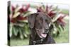 Chocolate Labrador Retriever 04-Bob Langrish-Stretched Canvas