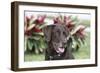 Chocolate Labrador Retriever 04-Bob Langrish-Framed Photographic Print