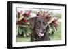 Chocolate Labrador Retriever 04-Bob Langrish-Framed Photographic Print