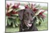 Chocolate Labrador Retriever 04-Bob Langrish-Mounted Photographic Print