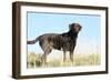 Chocolate Labrador Retriever 35-Bob Langrish-Framed Photographic Print