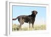 Chocolate Labrador Retriever 35-Bob Langrish-Framed Photographic Print