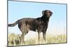 Chocolate Labrador Retriever 35-Bob Langrish-Mounted Photographic Print