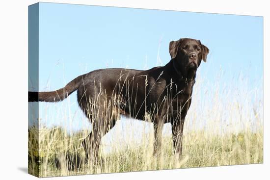 Chocolate Labrador Retriever 35-Bob Langrish-Stretched Canvas