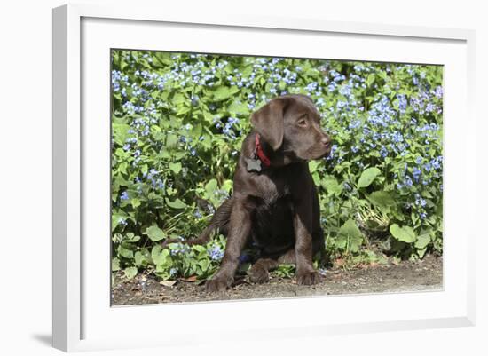 Chocolate Labrador Retriever 37-Bob Langrish-Framed Photographic Print