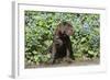 Chocolate Labrador Retriever 37-Bob Langrish-Framed Photographic Print