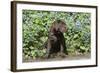 Chocolate Labrador Retriever 37-Bob Langrish-Framed Photographic Print