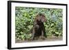 Chocolate Labrador Retriever 37-Bob Langrish-Framed Photographic Print