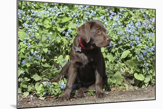 Chocolate Labrador Retriever 37-Bob Langrish-Mounted Photographic Print