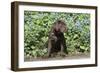 Chocolate Labrador Retriever 37-Bob Langrish-Framed Photographic Print