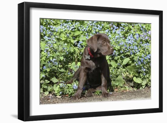 Chocolate Labrador Retriever 37-Bob Langrish-Framed Photographic Print