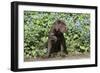 Chocolate Labrador Retriever 37-Bob Langrish-Framed Photographic Print