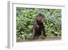 Chocolate Labrador Retriever 37-Bob Langrish-Framed Photographic Print