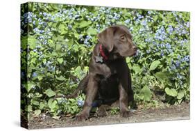 Chocolate Labrador Retriever 37-Bob Langrish-Stretched Canvas