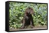 Chocolate Labrador Retriever 37-Bob Langrish-Framed Stretched Canvas