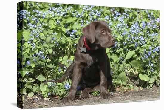 Chocolate Labrador Retriever 37-Bob Langrish-Stretched Canvas