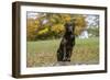 Chocolate Labrador Retriever 52-Bob Langrish-Framed Photographic Print