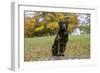Chocolate Labrador Retriever 52-Bob Langrish-Framed Photographic Print