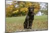 Chocolate Labrador Retriever 52-Bob Langrish-Mounted Photographic Print