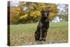 Chocolate Labrador Retriever 52-Bob Langrish-Stretched Canvas