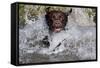 Chocolate Labrador Retriever (Female) Plunging into Stream on Retrieve, St. Charles-Lynn M^ Stone-Framed Stretched Canvas