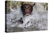 Chocolate Labrador Retriever (Female) Plunging into Stream on Retrieve, St. Charles-Lynn M^ Stone-Stretched Canvas