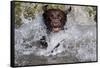 Chocolate Labrador Retriever (Female) Plunging into Stream on Retrieve, St. Charles-Lynn M^ Stone-Framed Stretched Canvas