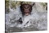 Chocolate Labrador Retriever (Female) Plunging into Stream on Retrieve, St. Charles-Lynn M^ Stone-Stretched Canvas