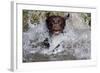 Chocolate Labrador Retriever (Female) Plunging into Stream on Retrieve, St. Charles-Lynn M^ Stone-Framed Photographic Print