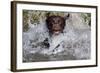 Chocolate Labrador Retriever (Female) Plunging into Stream on Retrieve, St. Charles-Lynn M^ Stone-Framed Photographic Print