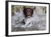 Chocolate Labrador Retriever (Female) Plunging into Stream on Retrieve, St. Charles-Lynn M^ Stone-Framed Photographic Print