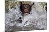 Chocolate Labrador Retriever (Female) Plunging into Stream on Retrieve, St. Charles-Lynn M^ Stone-Mounted Photographic Print