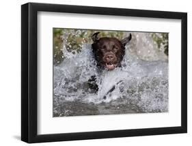 Chocolate Labrador Retriever (Female) Plunging into Stream on Retrieve, St. Charles-Lynn M^ Stone-Framed Photographic Print