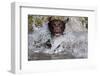 Chocolate Labrador Retriever (Female) Plunging into Stream on Retrieve, St. Charles-Lynn M^ Stone-Framed Photographic Print