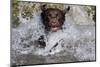 Chocolate Labrador Retriever (Female) Plunging into Stream on Retrieve, St. Charles-Lynn M^ Stone-Mounted Photographic Print