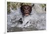 Chocolate Labrador Retriever (Female) Plunging into Stream on Retrieve, St. Charles-Lynn M^ Stone-Framed Photographic Print