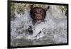 Chocolate Labrador Retriever (Female) Plunging into Stream on Retrieve, St. Charles-Lynn M^ Stone-Framed Photographic Print