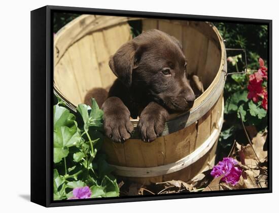 Chocolate Labrador Retriever in Basket-Lynn M^ Stone-Framed Stretched Canvas