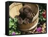 Chocolate Labrador Retriever in Basket-Lynn M^ Stone-Framed Stretched Canvas