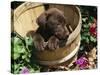 Chocolate Labrador Retriever in Basket-Lynn M^ Stone-Stretched Canvas