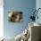 Chocolate Labrador Retriever in Basket-Lynn M^ Stone-Photographic Print displayed on a wall