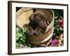 Chocolate Labrador Retriever in Basket-Lynn M^ Stone-Framed Photographic Print