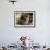 Chocolate Labrador Retriever in Basket-Lynn M^ Stone-Framed Photographic Print displayed on a wall